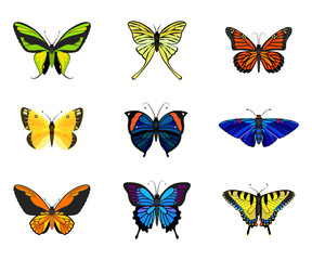 Various types of realistic butterflies: Colias Eurytheme, Wallace's Golden Birdwing, Ornithoptera Paradisea, Monarch,Tiger Swallowtail, Phocides Polybius, Kallima Paralekta Horsfield, Mariposa Azules