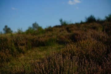 Heather landscape fall season