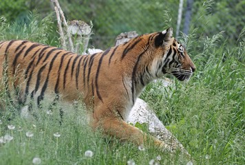 Fototapeta premium tiger in zoo