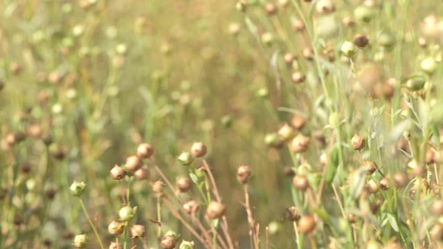 Flax (Linum usitatissimum) or linseed