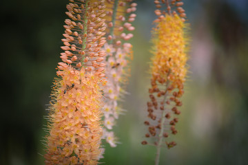 Denver Botanic Gardens