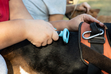 Female hand combs dog fur with a furminator outdoor.