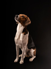 Portrait of a hunting dog made in the studio on a black background. Male Estonian hound, three years old.