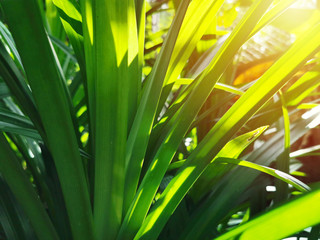 Fototapeta premium green pandan leaves with sunshine in garden, herbal concept.