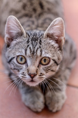 Obraz premium Chaton