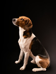 Portrait of a hunting dog made in the studio on a black background. Male Estonian hound, three years old.