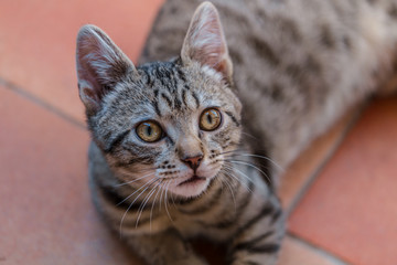 Chaton