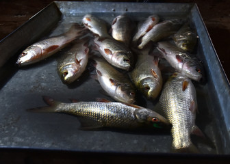 Fishes for Selling in Local Fish Market