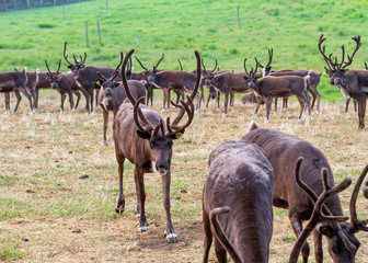Reindeer Farm - Sustainable Ranching