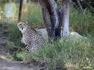 leopard in tree