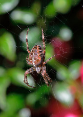 Gartenkreuzspinne, Araneus diadematus