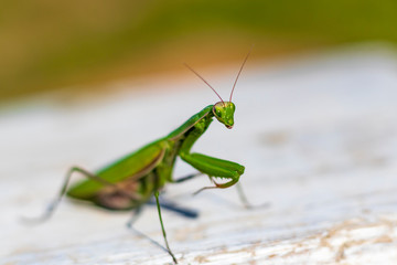 mantis. daylight. female. Shallow depth of field. macro shooting.