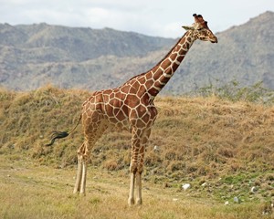 giraffe in africa