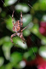 Gartenkreuzspinne, Araneus diadematus