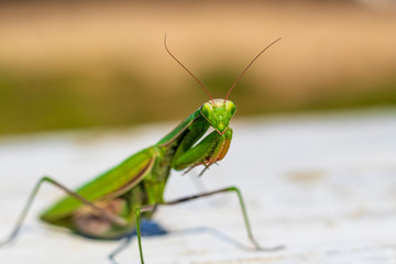 mantis. daylight. female. Shallow depth of field. macro shooting.