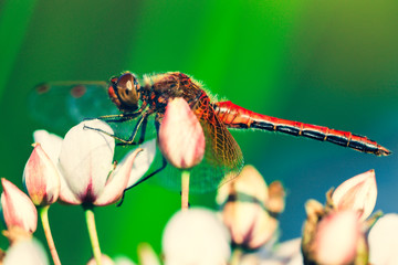 Beautiful insect landing on a grass rush swamp flower on a blurred nature background. Small dragonfly.