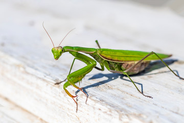 mantis. daylight. female. Shallow depth of field. macro shooting.