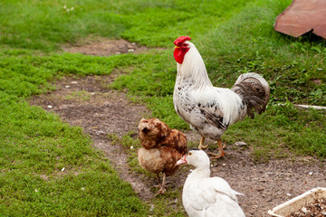 Rooster with chicken at the farmyard. Poultry farming.