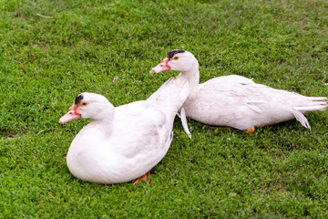Mulard duck on green grass. Ducks with cropped beaks. Debeaking.