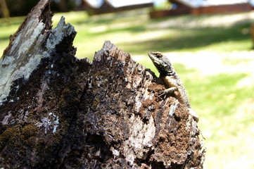 Lizard