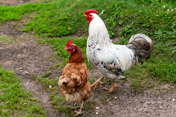 Rooster with chicken at the farmyard. Poultry farming.
