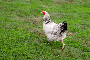 Naklejka na ściany i meble A chicken runs away on green grass.
