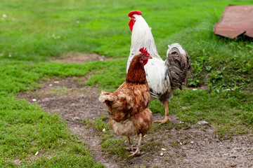 Rooster with chicken at the farmyard. Poultry farming.