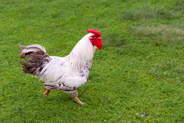 Naklejka na ściany i meble A beautiful rooster runs along the green grass.