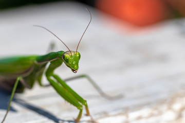 mantis. daylight. female. Shallow depth of field. macro shooting.