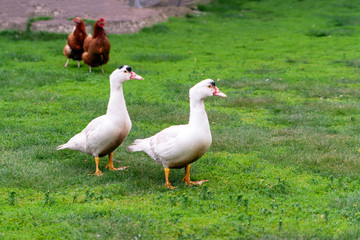 Mulard duck on green grass. Ducks with cropped beaks. Debeaking.