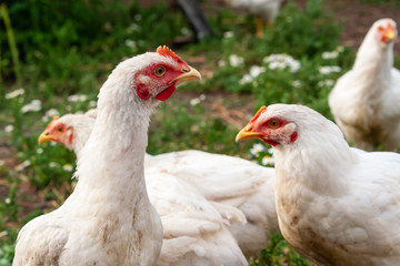 A curious look of a hen, closeup.