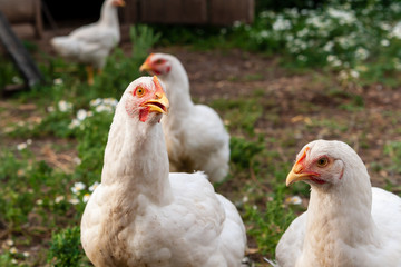 A curious look of a hen, closeup.