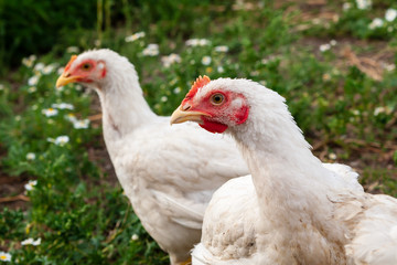 Silly look of a hen, closeup.