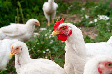 Poultry farming. Head of a chicken, close-up. Serious look of a chicken.