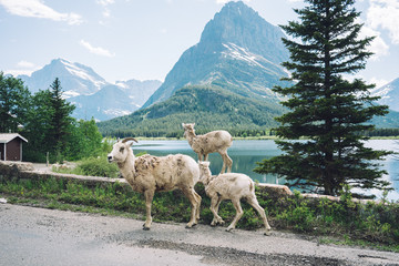 Glacier National Park Mountain Sheep 1