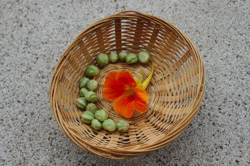 Kapuzinerkresse Blüte und Samen