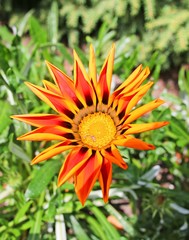 Yellow and Orange Flower