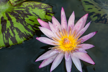 Blooming Lotus Flower or Water Lily sunset time.