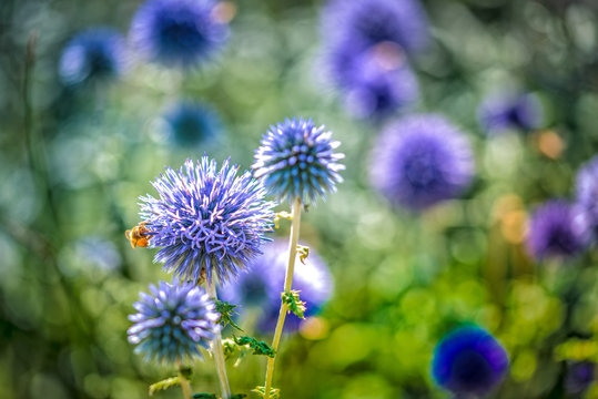 Denver Botanic Gardens