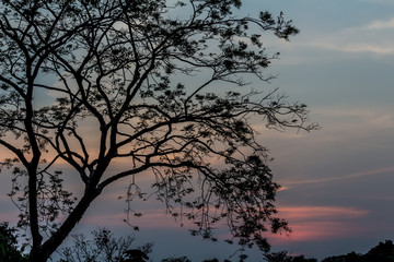 Drying tree with sunset time.