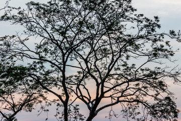 Fototapeta na wymiar Drying tree with sunset time.