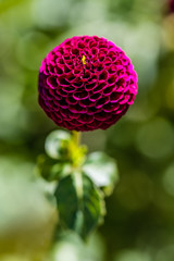 Dahlia flower grown in a garden