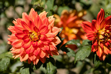 Dahlia flower called Dahlia Sunshine grown in a garden
