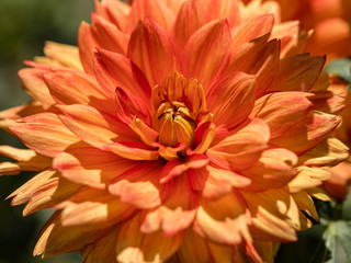 Dahlia flower called Dahlia Sunshine grown in a garden