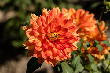 Dahlia flower called Dahlia Sunshine grown in a garden