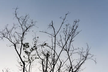 Drying tree with sunset time.