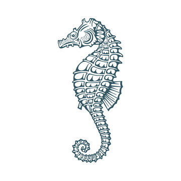 Seahorse. Seahorse hand drawn vector illustrations set.