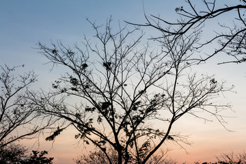 Drying tree with sunset time.