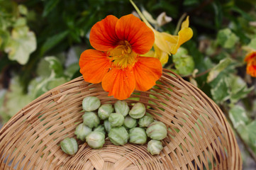 Kapuzinerkresse Blüte und Samen