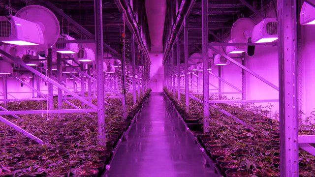 marijuana plants growing indoor under artificial light